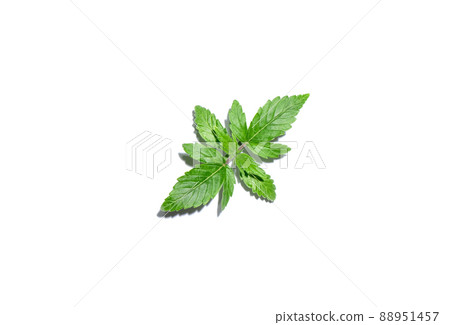 Watering cannabis plant isolated on white background. Layout of fresh wet marijuana leaves, top view Watering cannabis plant isolated on white background. Layout of fresh wet marijuana leaves, top view 88951457