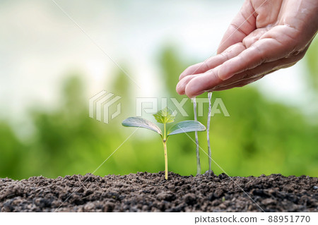 Trees are growing on fertile soil and farmers are watering the trees. Concept of nature, environment, and natural environment preservation. 88951770