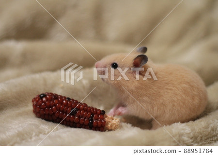 Golden hamster sitting on a blanket and corn for a snack Golden hamster sitting on a blanket and corn for a snack 88951784