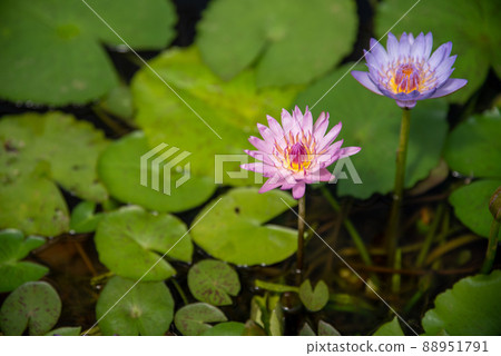 Lotus Lotus 88951791