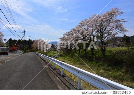 A row of cherry blossom trees on the Kuzuha River << Hadano City >> A row of cherry blossom trees on the Kuzuha River << Hadano City >> 88952490