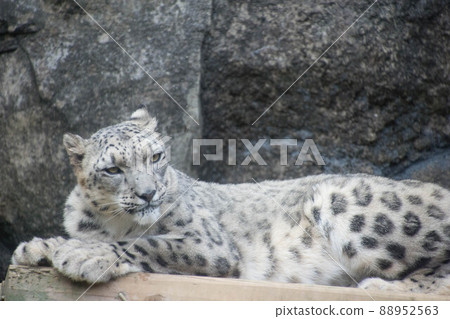 Snow leopard 88952563