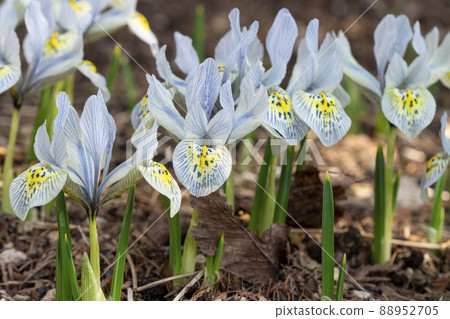 Mini Iris Catherine Hodkin Iridaceae 88952705