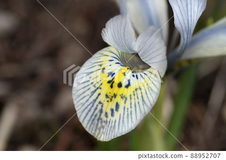 Mini Iris Catherine Hodkin Iridaceae 88952707