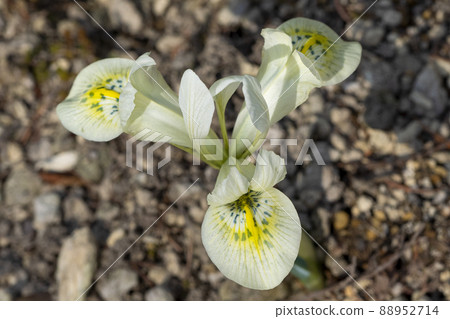 Mini iris Catherine gold Iridaceae Mini iris Catherine gold Iridaceae 88952714
