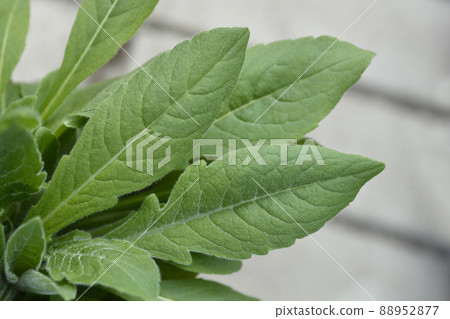 Macedonian scabious 88952877