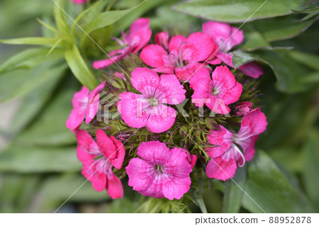 Sweet William 88952878