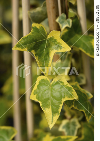 English Ivy Goldchild 88952889