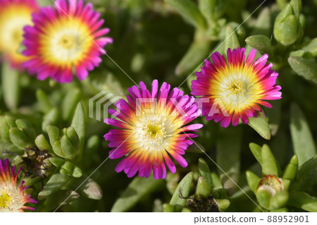 Ice plant Jewel of Desert Ruby Ice plant Jewel of Desert Ruby 88952901