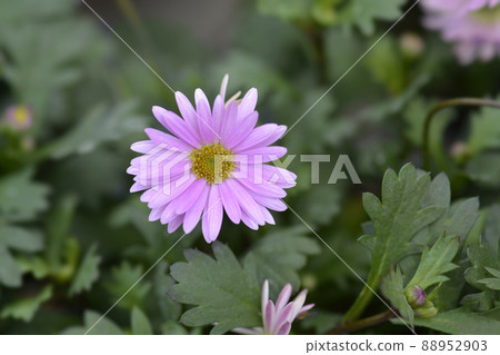 Swan River Daisy Fresco Candy 88952903