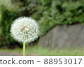  Dandelion 88953017