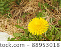  Dandelion 88953018