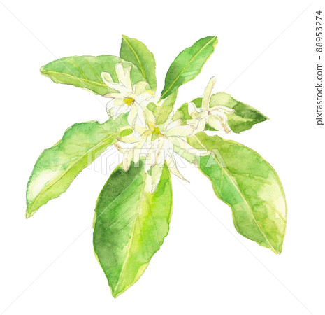 Shikimi used as a Buddhist flower [Hand-painted watercolor] White background Transparent background 88953274