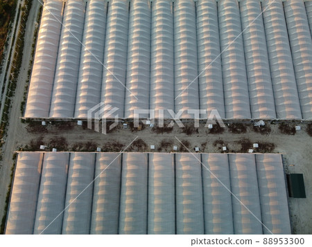 Aerial drone view of huge areas greenhouse for growing vegetables. Greenhouse farming, agriculture industry. Flying over large industrial greenhouses at sunset. 88953300
