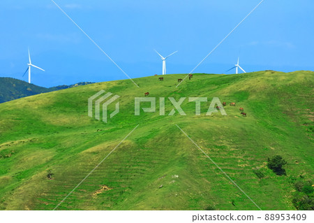 [Miyazaki Prefecture] Cape Toi under clear skies (grazing Misaki horses) 88953409