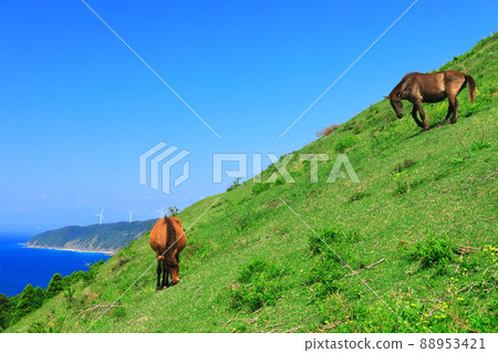 [宮崎縣]晴空下的土肥岬（放牧三崎馬） 88953421