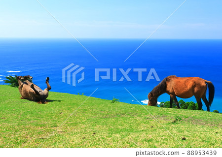 [Miyazaki Prefecture] Cape Toi under clear skies (grazing Misaki horses) 88953439