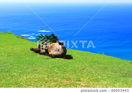 [宮崎縣]晴空下的土肥岬（放牧三崎馬） 88953443