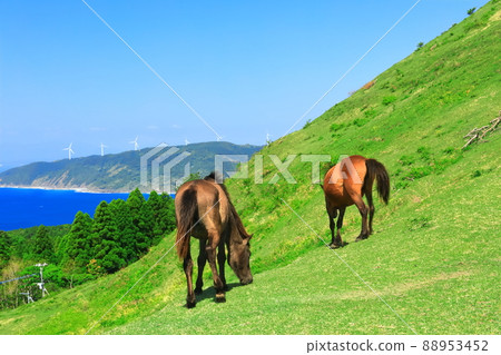 [宮崎縣]晴空下的土肥岬（放牧三崎馬） 88953452