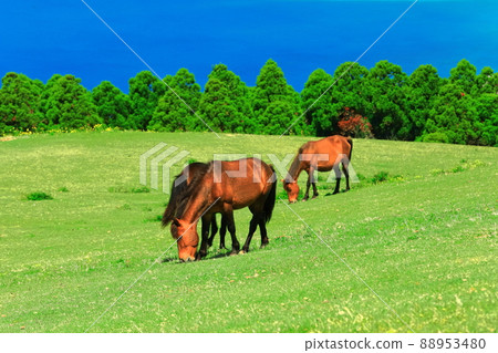 [Miyazaki Prefecture] Cape Toi under clear skies (grazing Misaki horses) 88953480