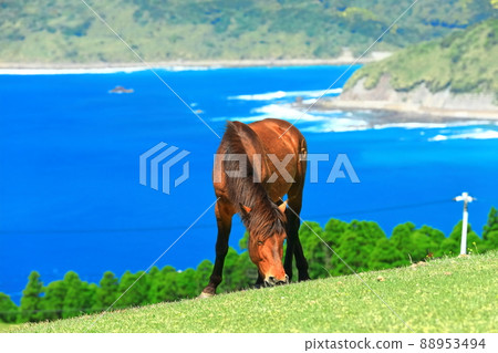 [Miyazaki Prefecture] Cape Toi under clear skies (grazing Misaki horses) 88953494
