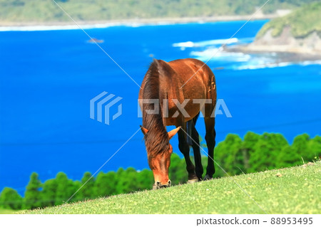 [Miyazaki Prefecture] Cape Toi under clear skies (grazing Misaki horses) 88953495