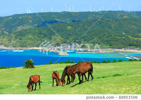 [Miyazaki Prefecture] Cape Toi under clear skies (grazing Misaki horses) 88953506