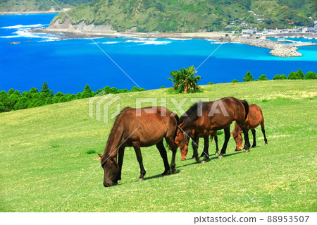 [Miyazaki Prefecture] Cape Toi under clear skies (grazing Misaki horses) 88953507