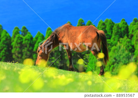 [Miyazaki Prefecture] Cape Toi under clear skies (grazing Misaki horses) 88953567