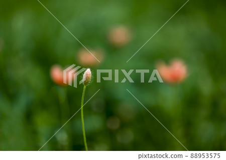 Nagami hinagishi 88953575