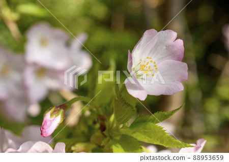 Cherry blossoms and buds up 88953659