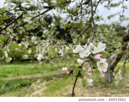 Apple flower bud image 88953662