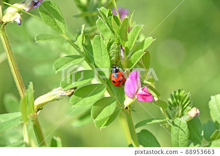 Vetch and Ladybugs 88953663