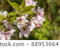 Cherry blossoms and buds up 88953664