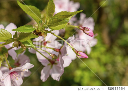 Cherry blossoms and buds up 88953664