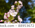 Weeping cherry blossoms and buds up 88953672