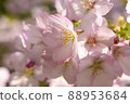 Cherry blossoms and buds up 88953684