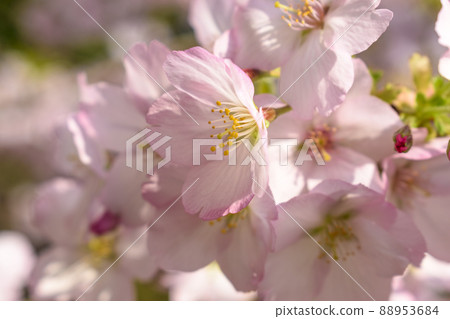 Cherry blossoms and buds up 88953684