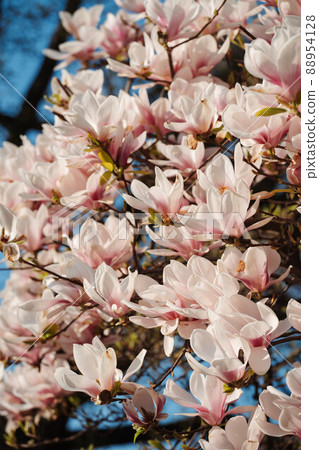 Beautiful Blooming Pink Magnolia Tree Close Up Beautiful Blooming Pink Magnolia Tree Close Up 88954128