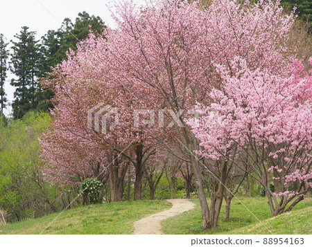 櫻花長廊（童話小徑） 88954163