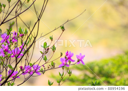 Climbing Mt. Rokko in the summer "Azalea and mountain blur background" 88954196