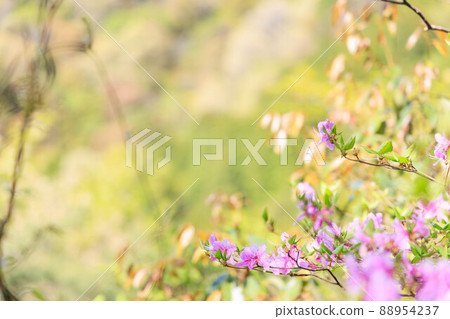 夏季攀登六甲山“杜鵑花和山模糊背景” 夏季攀登六甲山“杜鵑花和山模糊背景” 88954237