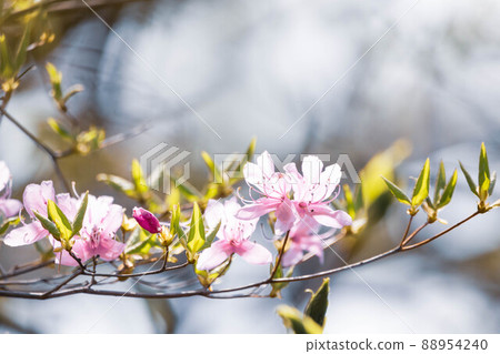 Climbing Mt. Rokko in the summer "Azalea and blurred background" 88954240