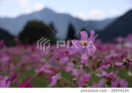 秋天的櫻桃樹 88954284