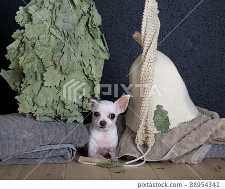 A chihuahua dog lies on a wooden shelf in a Russian bath against a black background, and next to it is a special broom made of oak branches. A bath cap and a ceramic cup of water sit side by side on a 88954341