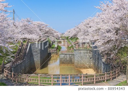 秋田,Okawabataobijo社區公園的一排櫻花樹 秋田,Okawabataobijo社區公園的一排櫻花樹 88954343