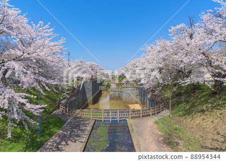 秋田,Okawabataobijo社區公園的一排櫻花樹 秋田,Okawabataobijo社區公園的一排櫻花樹 88954344