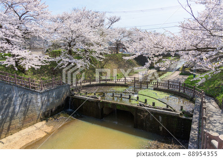 秋田,Okawabataobijo社區公園的一排櫻花樹 秋田,Okawabataobijo社區公園的一排櫻花樹 88954355