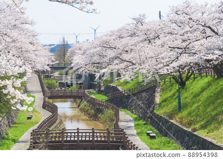 秋田,Okawabataobijo社區公園的一排櫻花樹 秋田,Okawabataobijo社區公園的一排櫻花樹 88954398