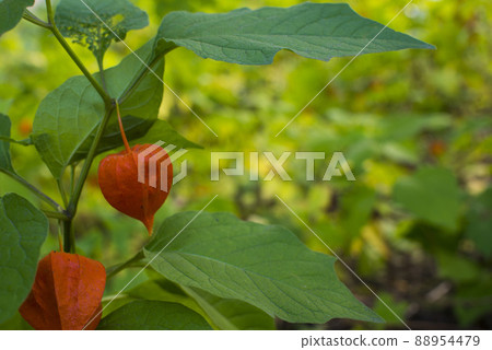 Physalis alkekengi - orange lanterns of physalis alkekengi among green leaves Physalis alkekengi - orange lanterns of physalis alkekengi among green leaves 88954479